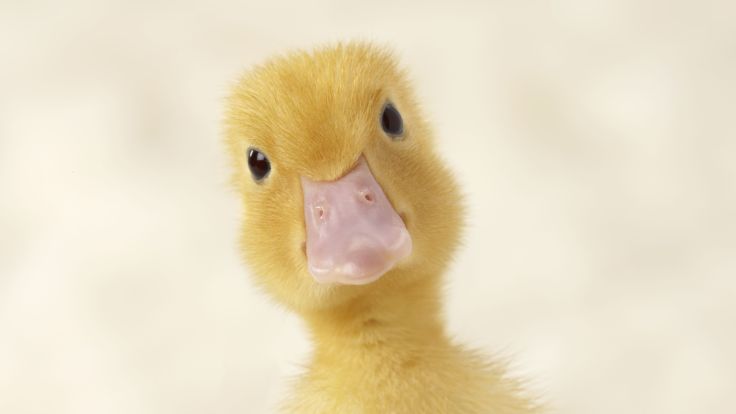 duckling-close-up-500315849-572917c93df78ced1f0b99ec